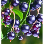 yodeyma 15 ml adriana