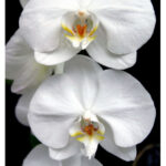 YODEYMA PARFUM HARPINA 15ML