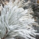 YODEYMA PARFUM FOR YOU 15 ML