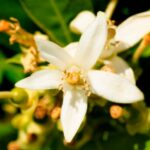 yodeyma lis parfum 15 es 50 ml