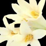 yodeyma lis parfum 15 es 50 ml