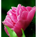 YODEYMA PARFUM LINET 15ML