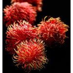 YODEYMA PARFUM LINET 15ML